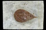 Fossil Leaf (Viburnum) - Montana #113242-1